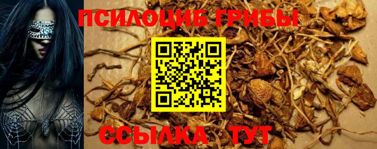 Галлюциногенные грибы Psilocybe Ачинск